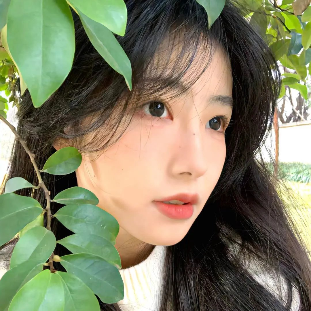 百日红